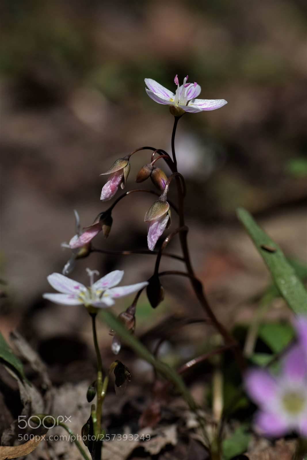 Nikon D3300 sample photo. Carolina spring beauty photography