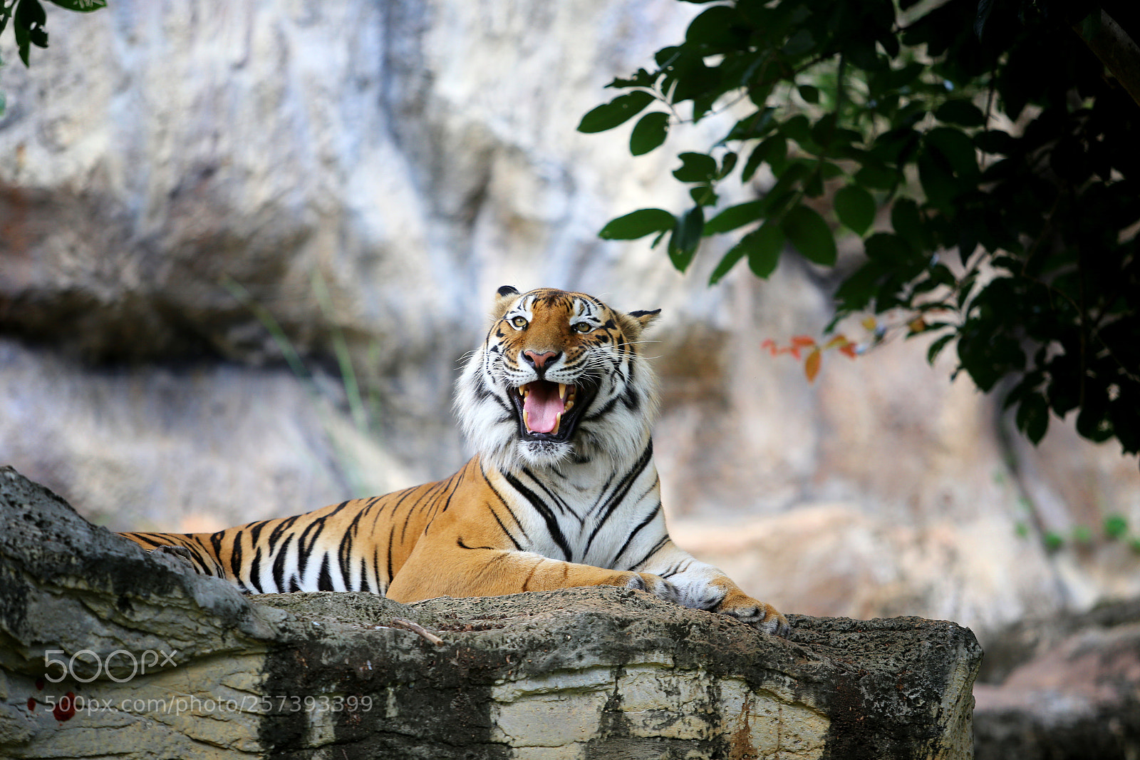 Canon EOS 6D sample photo. Bengal tiger photography