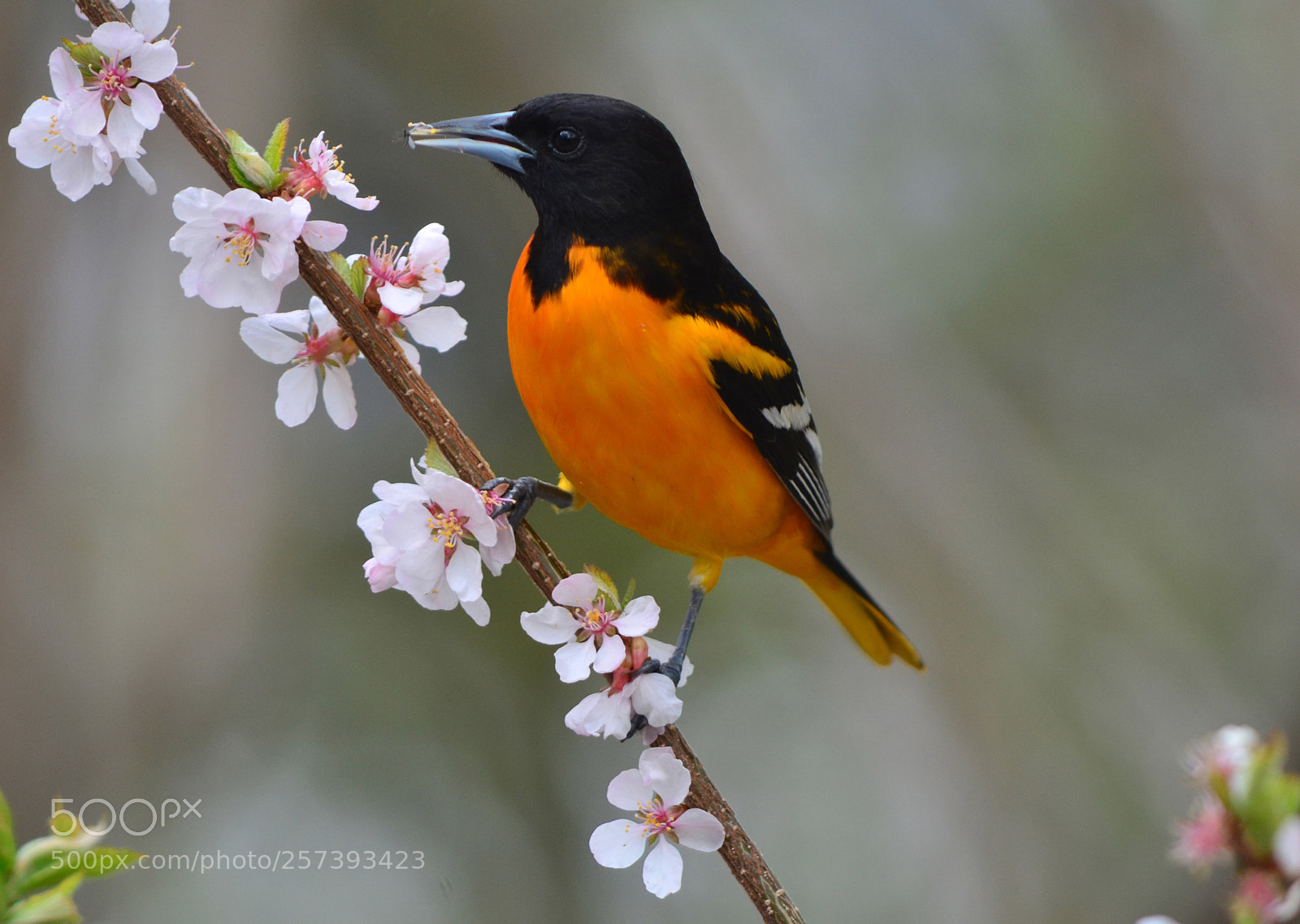 Nikon D7000 sample photo. Blossoms and orioles photography
