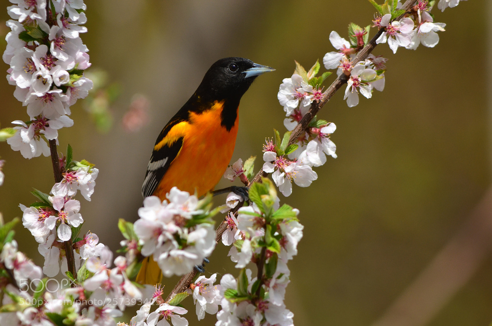 Nikon D7000 sample photo. Blossoms and orioles photography
