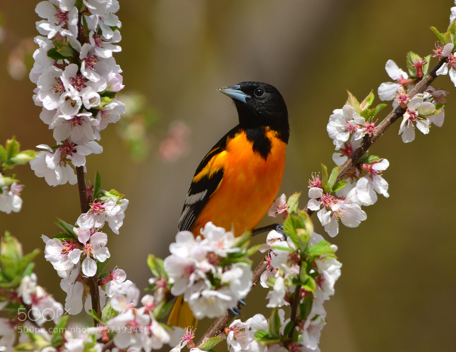 Nikon D7000 sample photo. Blossoms and orioles photography