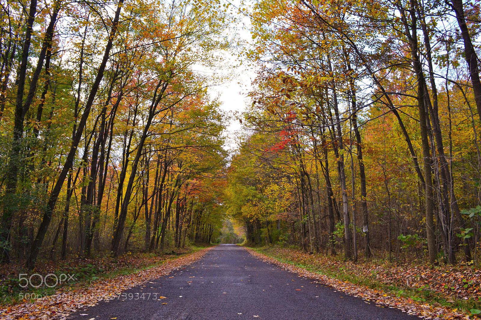 Nikon D3100 sample photo. Autumn road photography