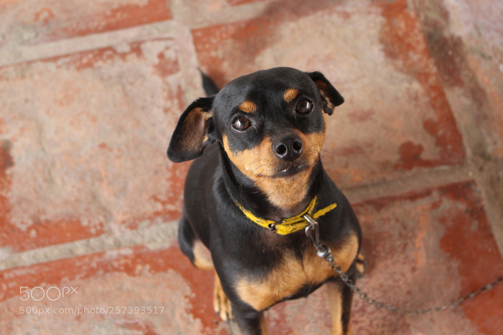 Canon EOS 700D (EOS Rebel T5i / EOS Kiss X7i) sample photo. Cute dog's smile photography