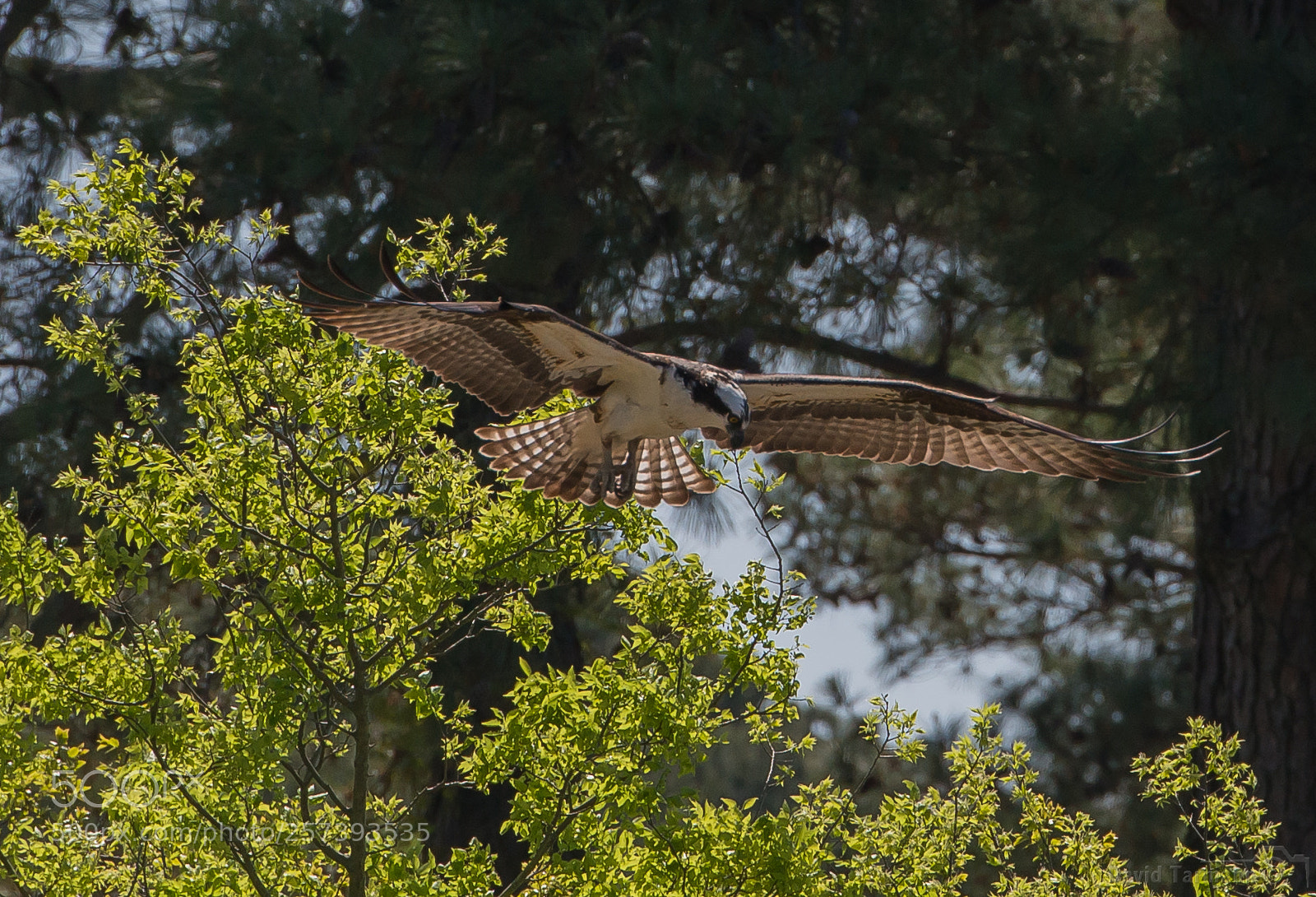 Nikon D800 sample photo. Osprey - river hawk photography