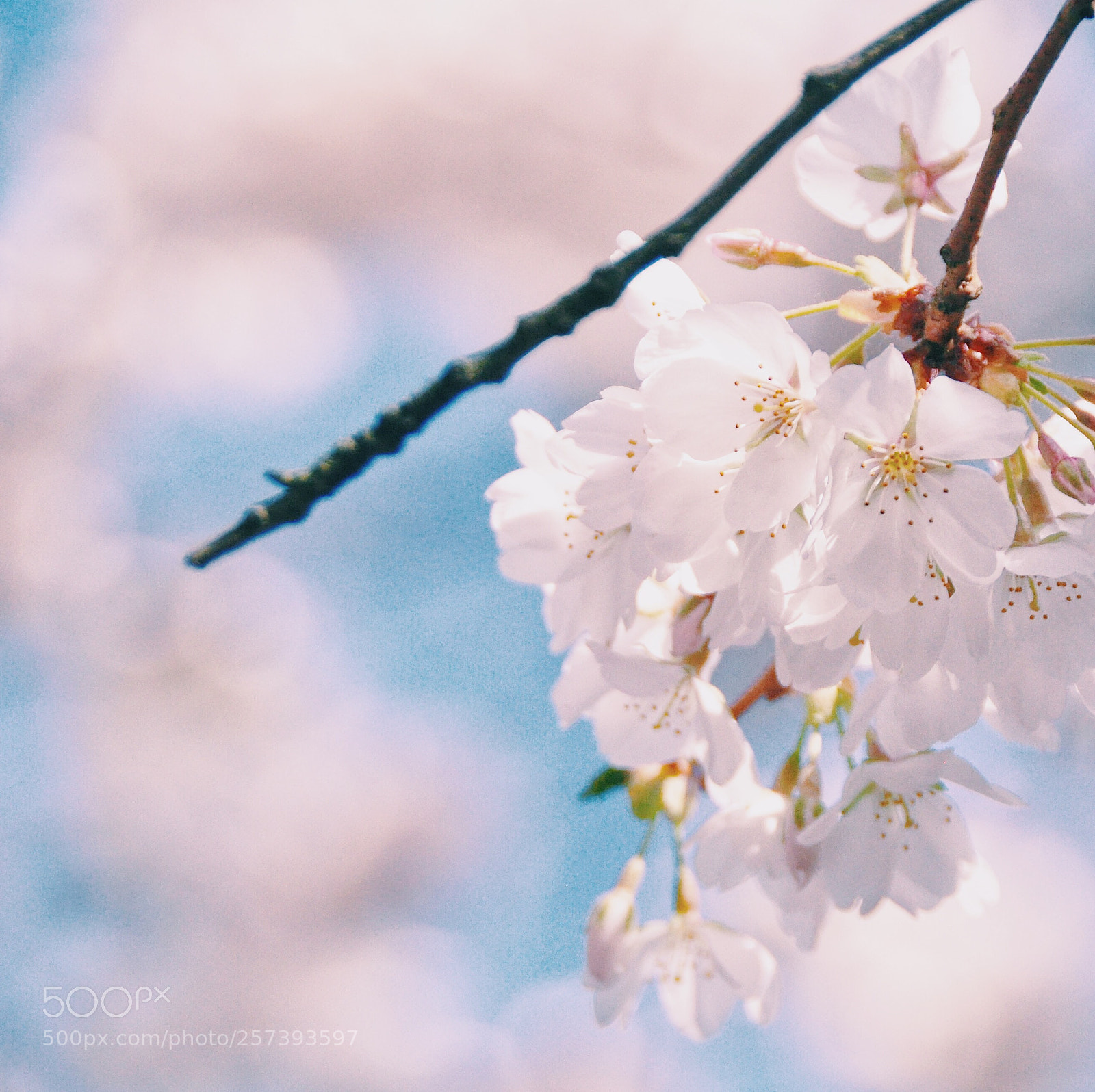 Nikon D90 sample photo. Spring sakura photography