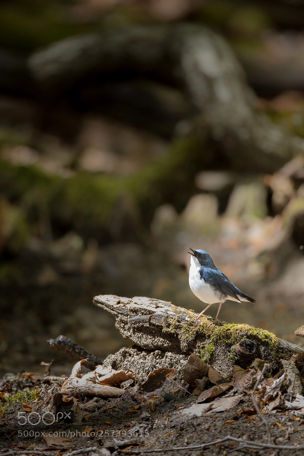 Canon EOS-1D X sample photo. コルリの囀り photography