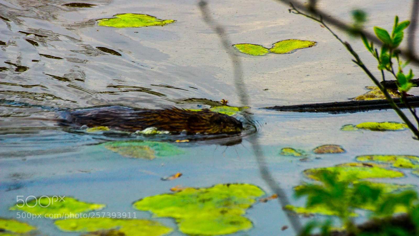 Sony a6000 sample photo. The beaver swim photography
