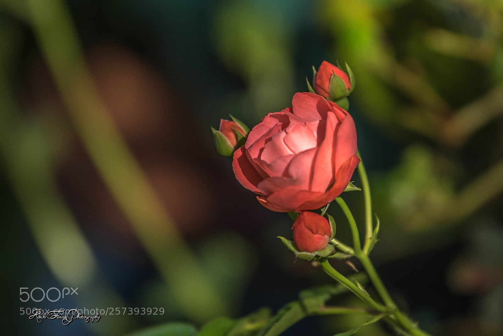Nikon D810 sample photo. This morning's rose photography