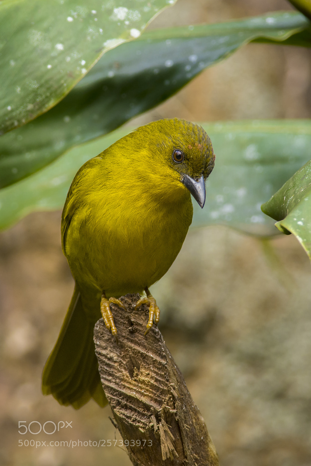 Nikon D7200 sample photo. Olive-green tanager photography
