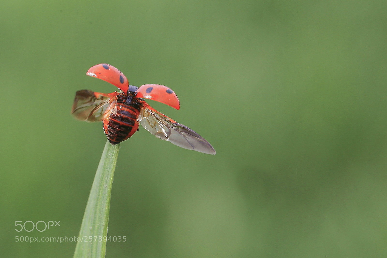 Canon EOS 6D sample photo. 飞版 photography