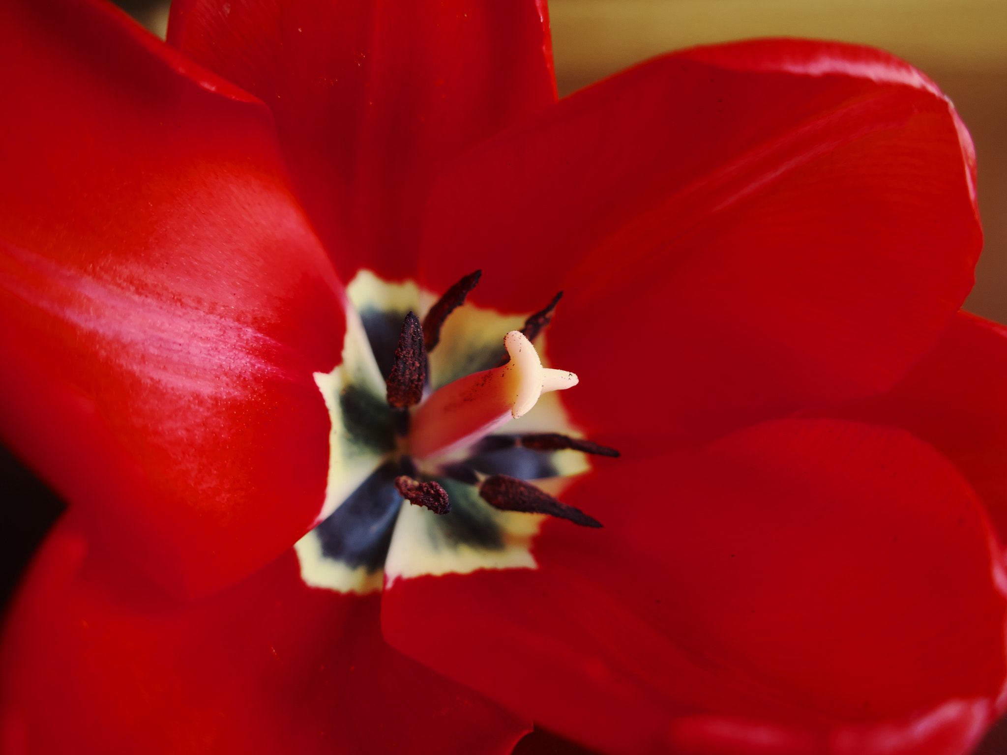 Canon PowerShot G9 X Mark II sample photo. Pistil photography