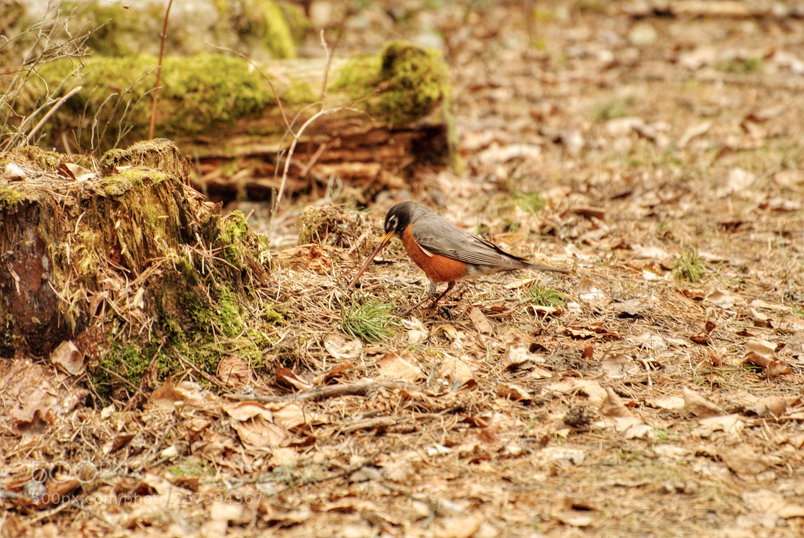 Nikon D3000 sample photo. Late bird photography