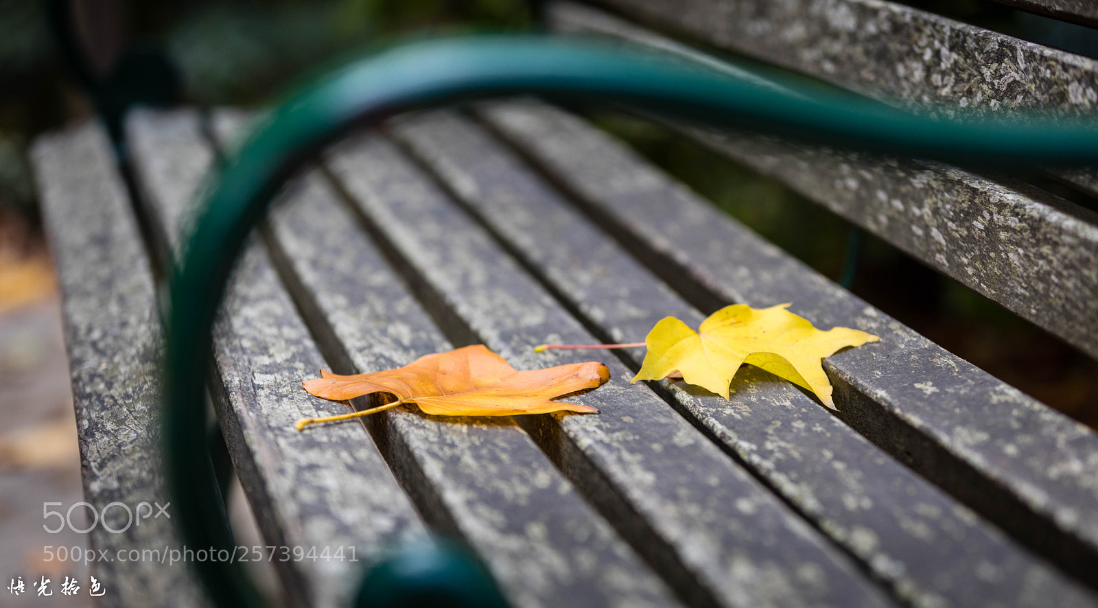 Canon EOS 5D Mark IV sample photo. Autumn rest photography