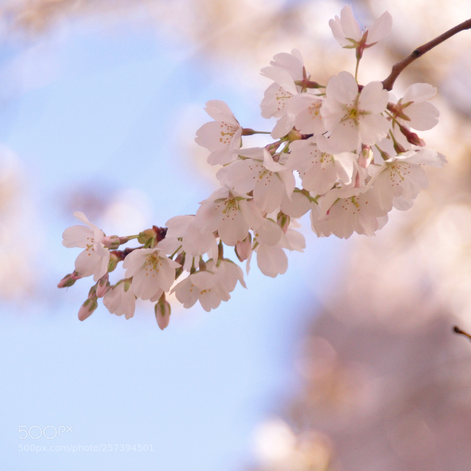 Nikon D90 sample photo. Uw-sakura 2018 photography