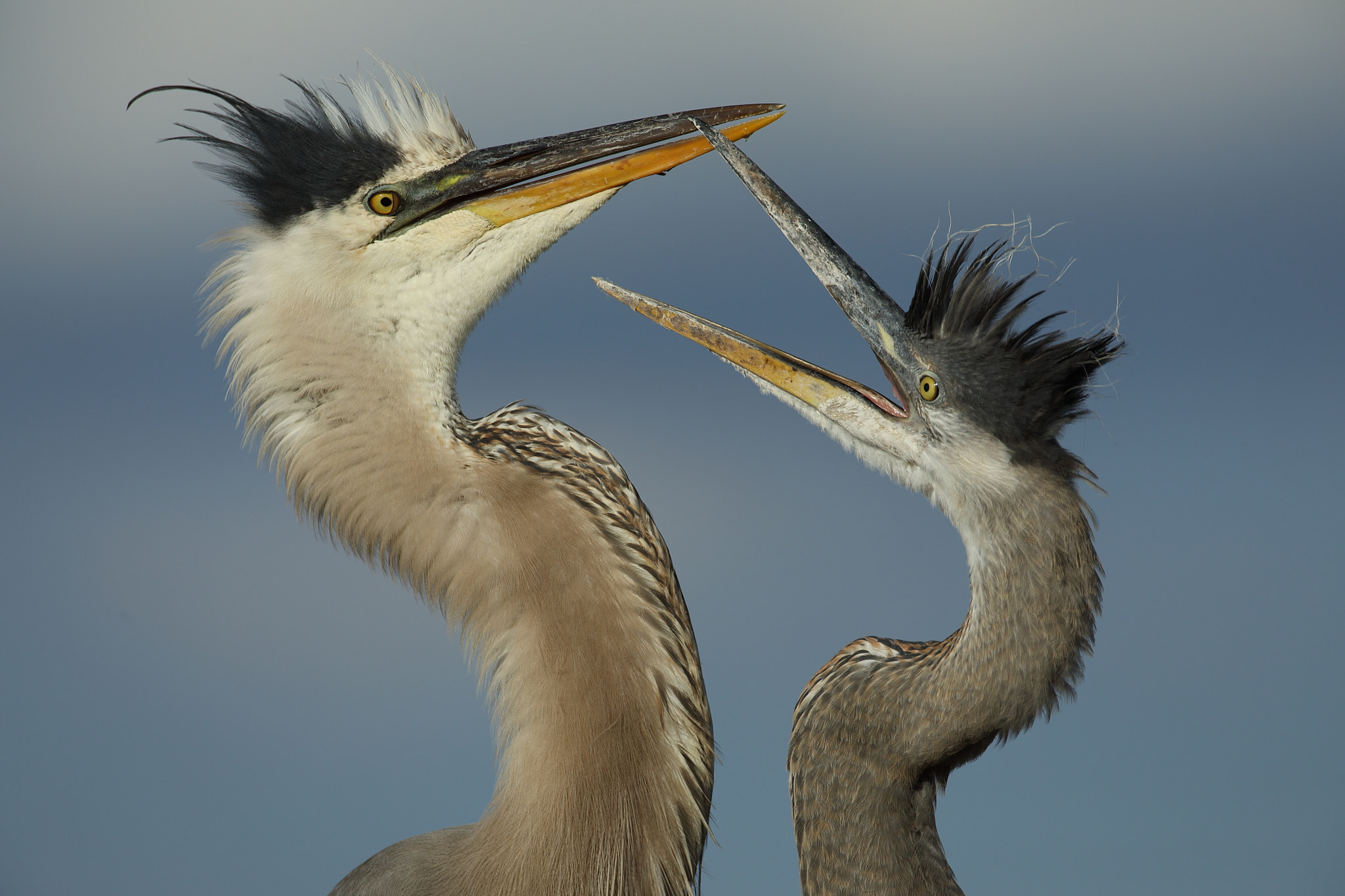 Canon EF 500mm F4L IS USM sample photo. Great blue heron - ardea herodias photography