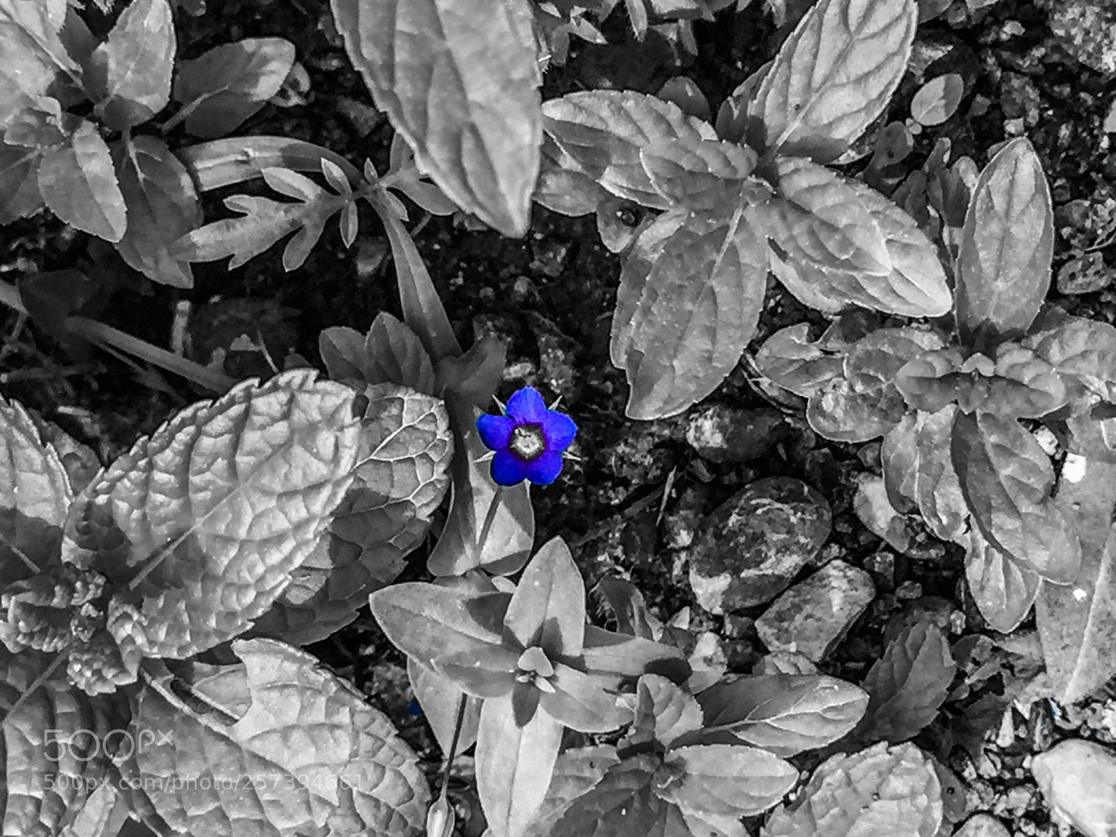 Apple iPhone 6 sample photo. Untitled photography