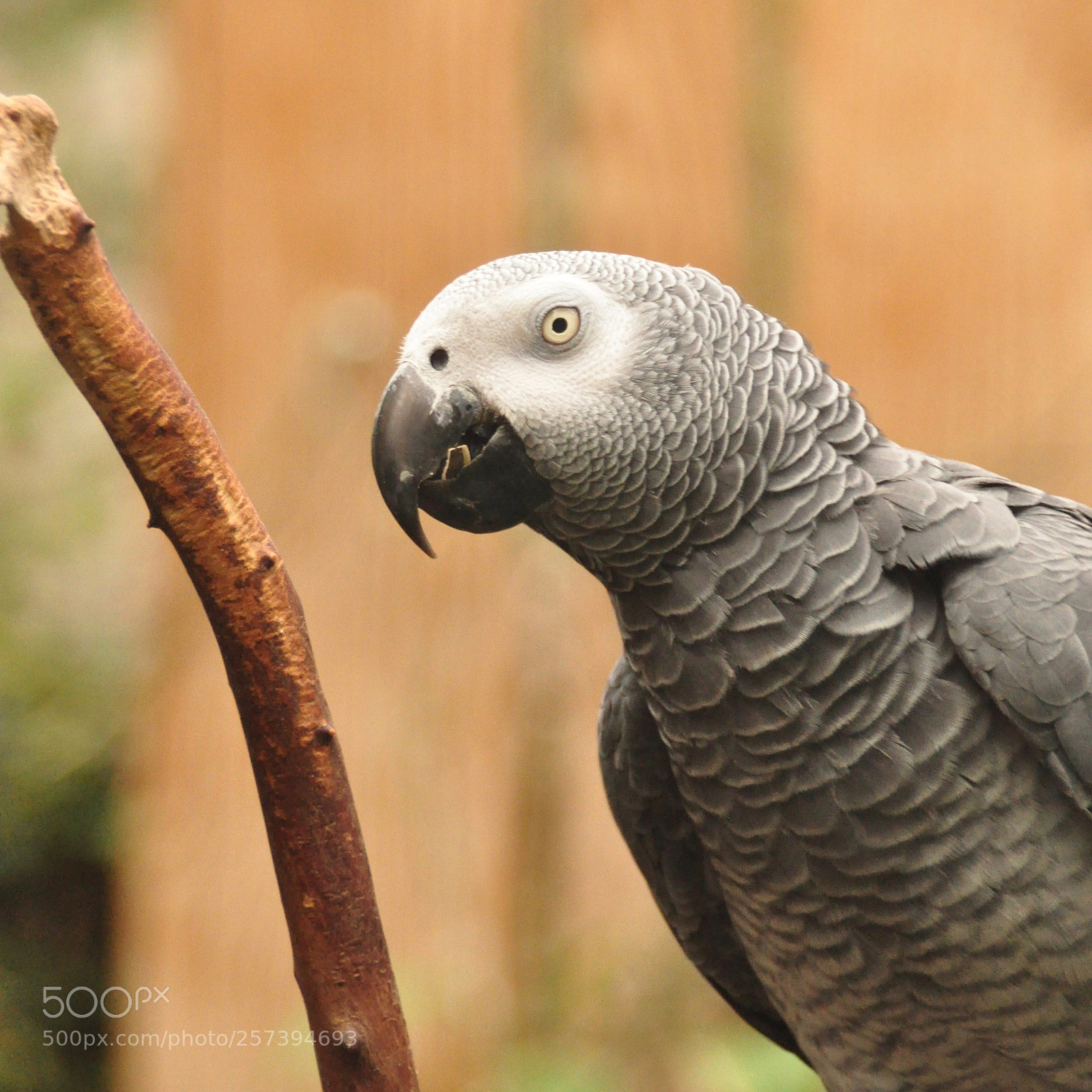 Nikon D90 sample photo. Bird photography