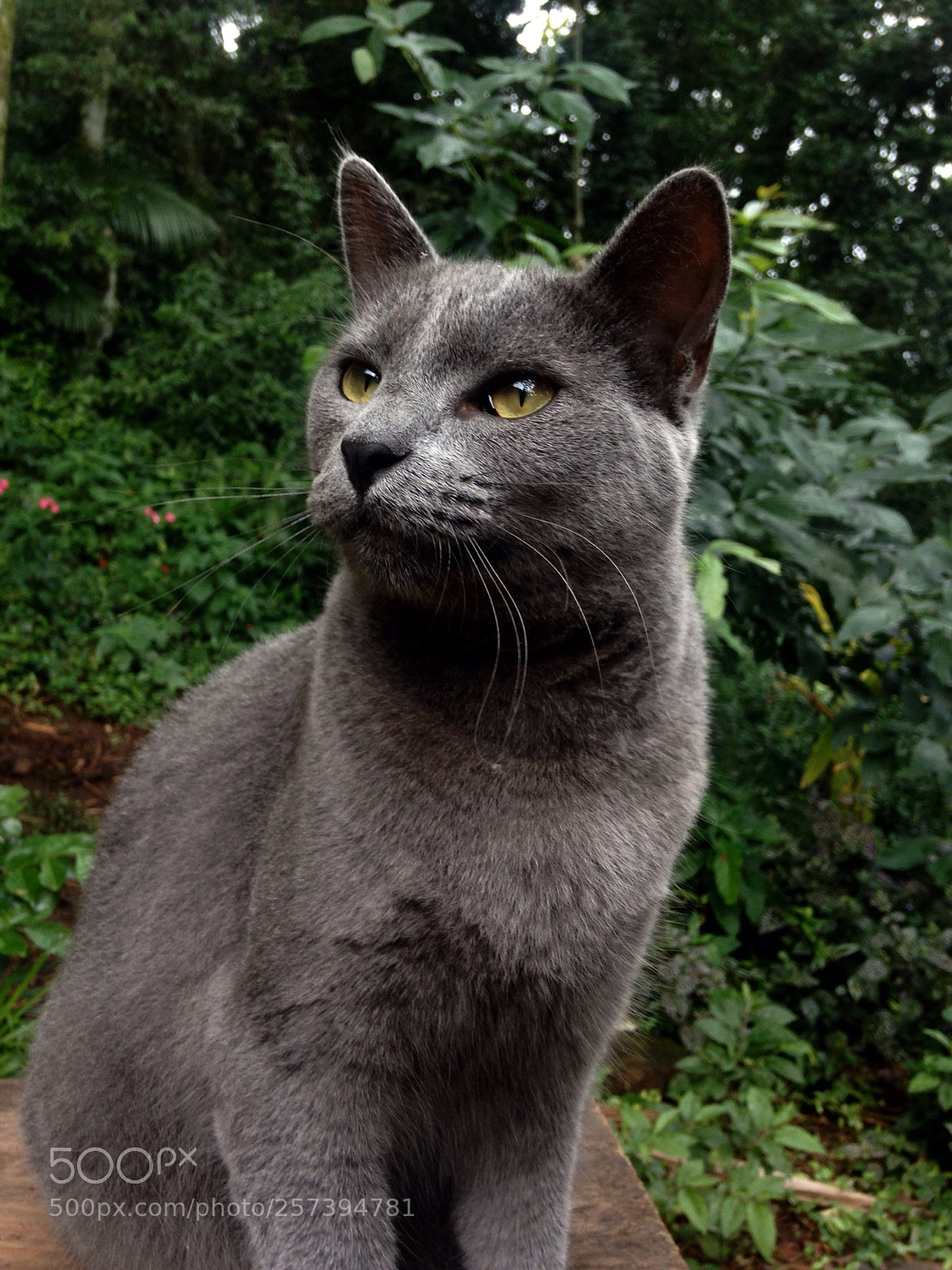 Apple iPhone 5c sample photo. My lovely cat alfredo  photography