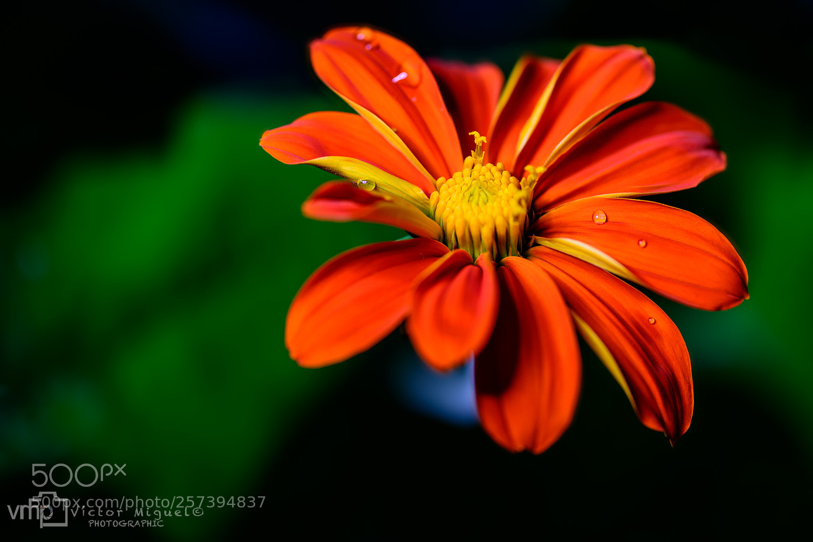 Nikon D800 sample photo. Garden pick photography