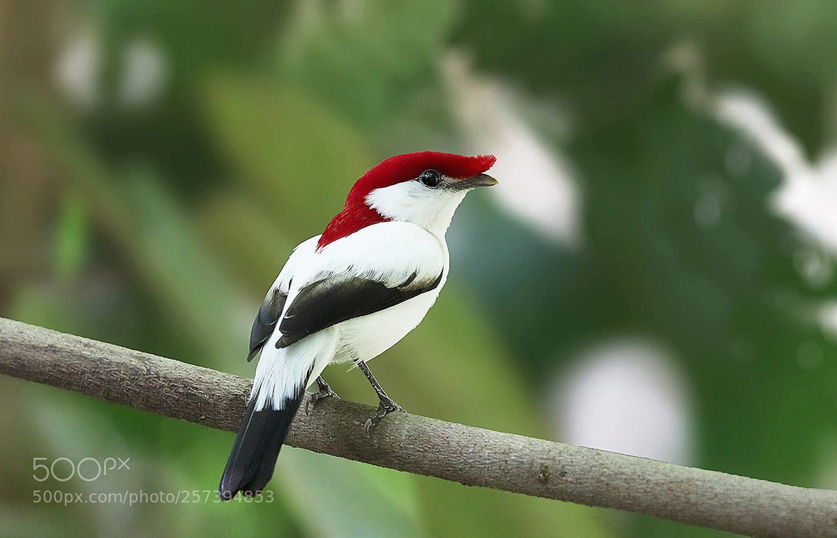 Canon EOS 7D Mark II sample photo. Soldadinho do araripe photography