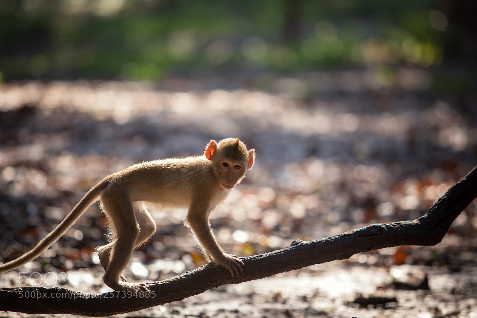 Canon EOS 6D sample photo. Monkey photography