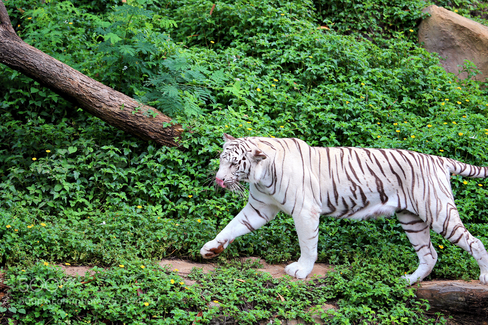 Canon EOS 6D sample photo. White tiger photography