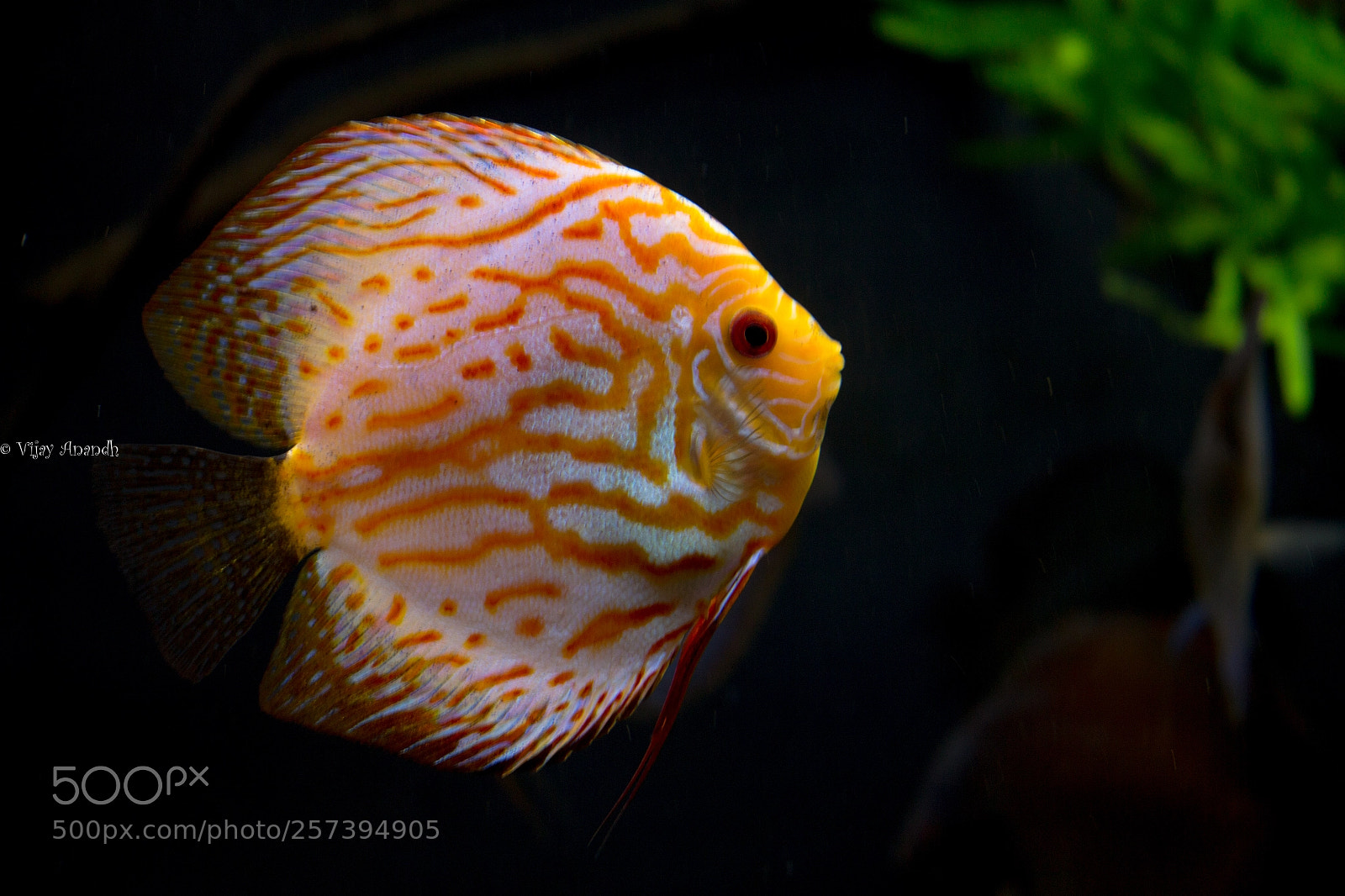 Canon EOS 700D (EOS Rebel T5i / EOS Kiss X7i) sample photo. Chaetodontidae photography