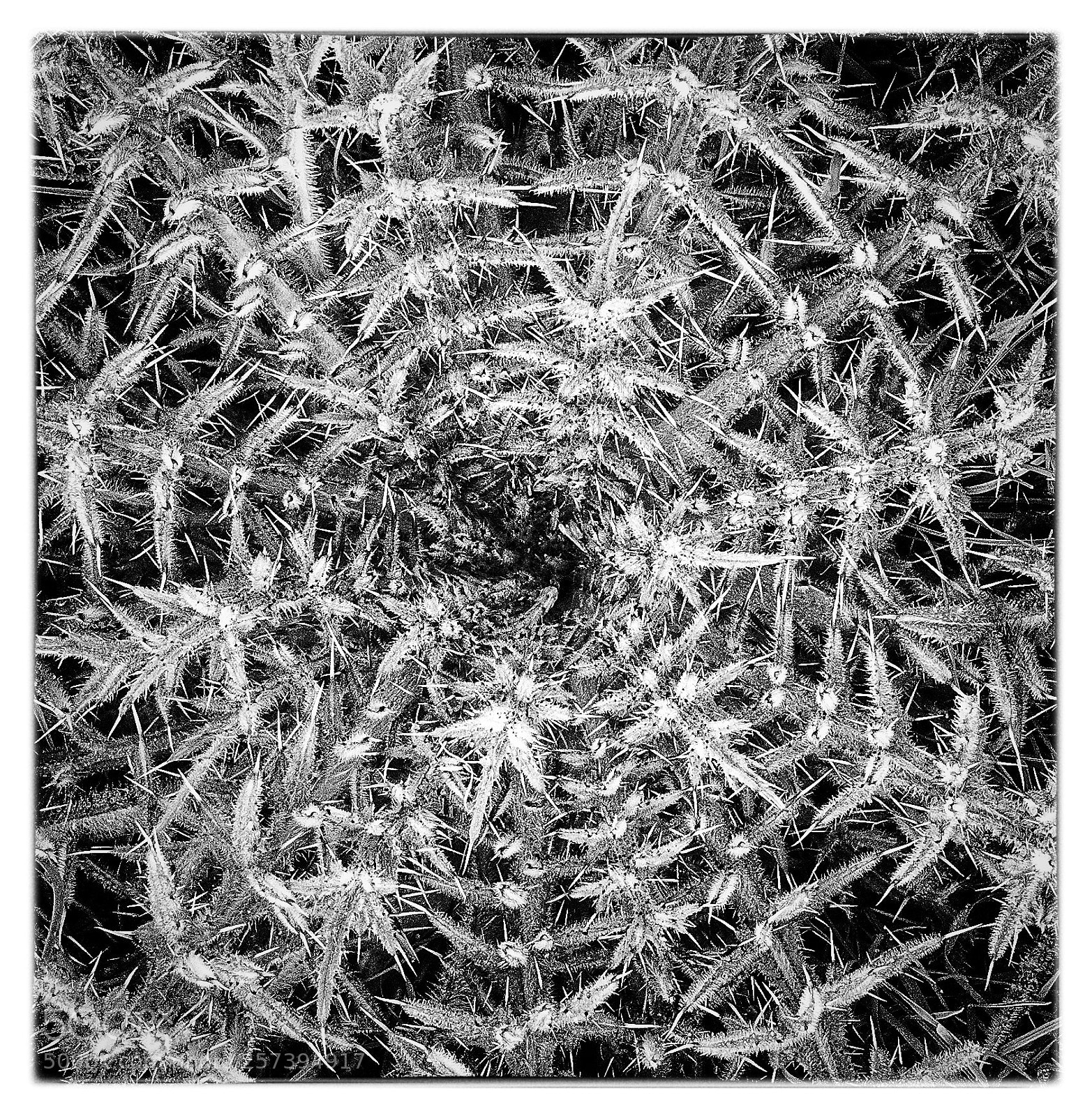 Nikon D90 sample photo. Crown of thorns photography