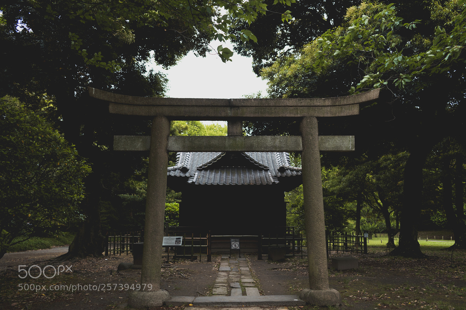 Nikon D5600 sample photo. Jin jya photography