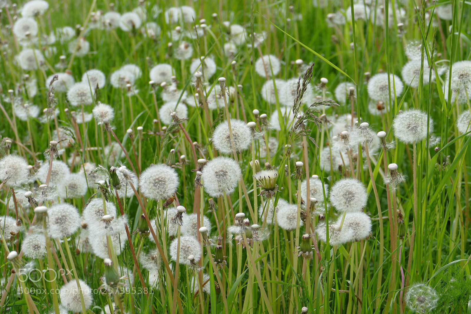 Panasonic Lumix DMC-FZ1000 sample photo. Flouwers photography