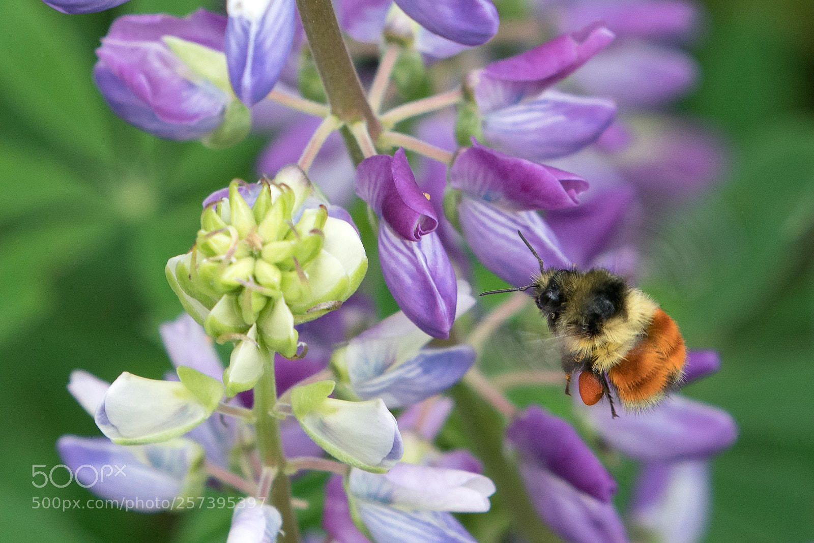 Sony a9 sample photo. Buzz bomb photography