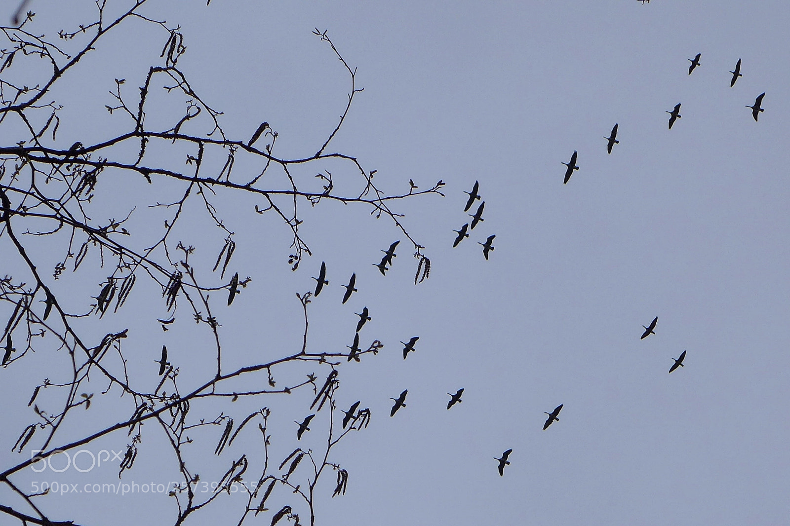 Panasonic Lumix DMC-LX7 sample photo. Canada geese photography