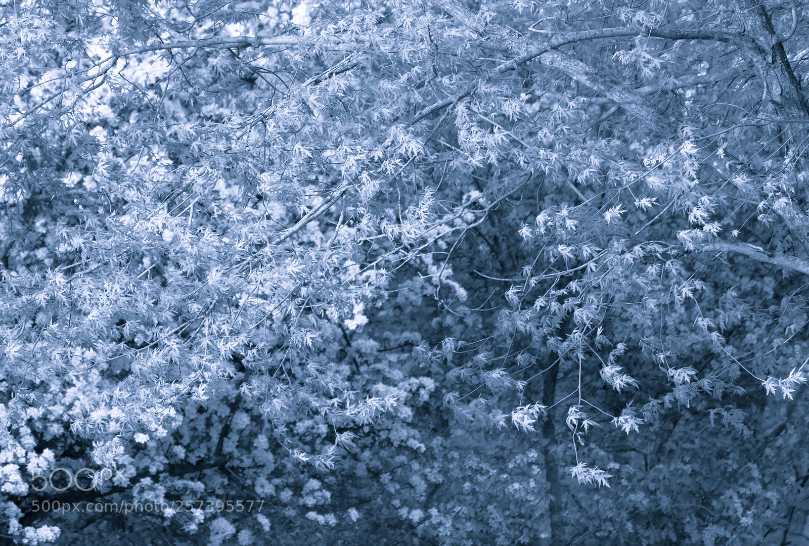 Nikon D7100 sample photo. Spring explosion photography