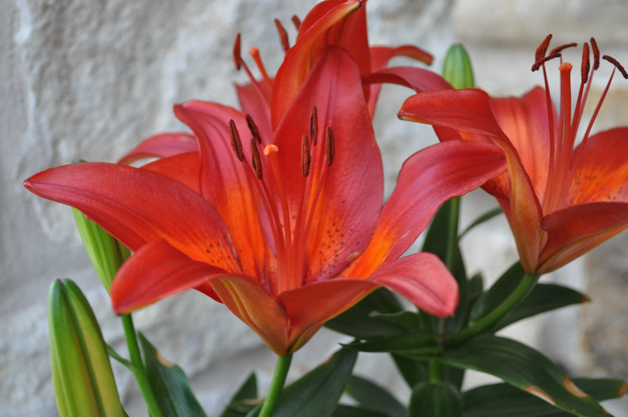 Nikon D5000 sample photo. Red lillies photography
