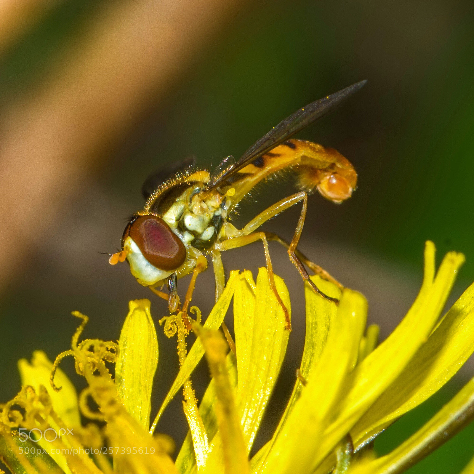 Nikon D7200 sample photo. Hover fly on dandelion photography