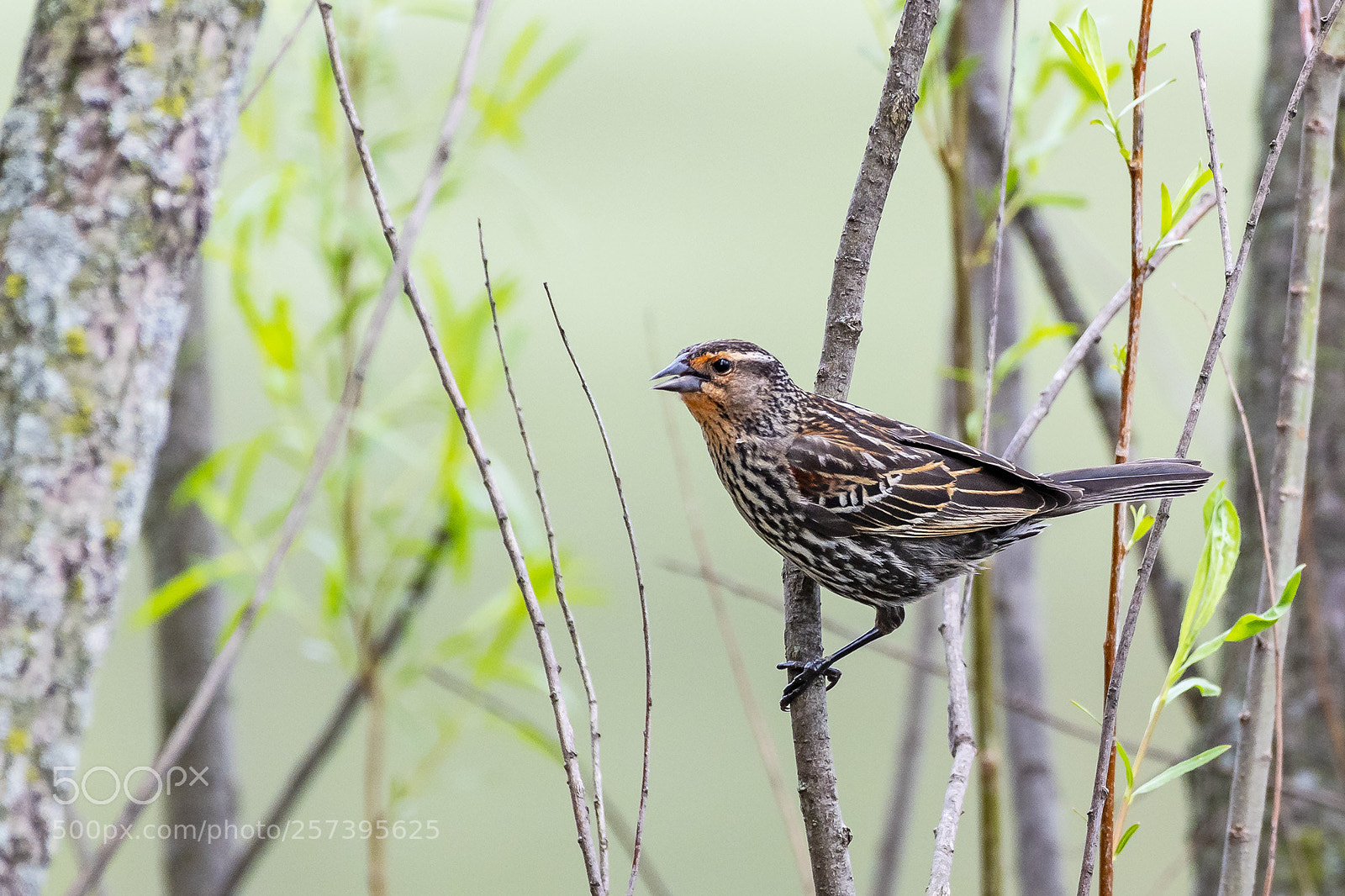 Nikon D500 sample photo. Immature male house finch photography