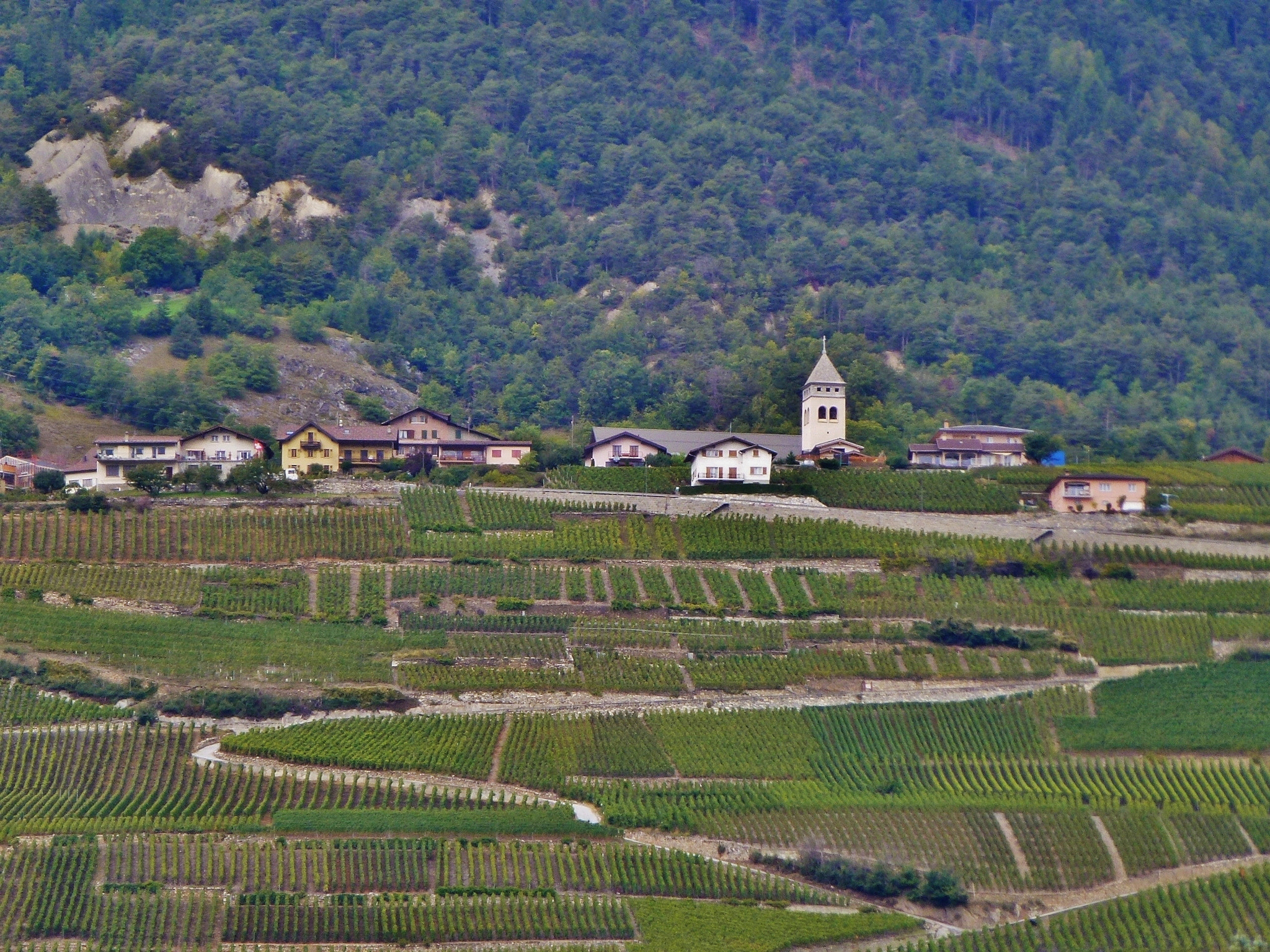 Panasonic DMC-ZS10 sample photo. Switzerland's vineyards photography