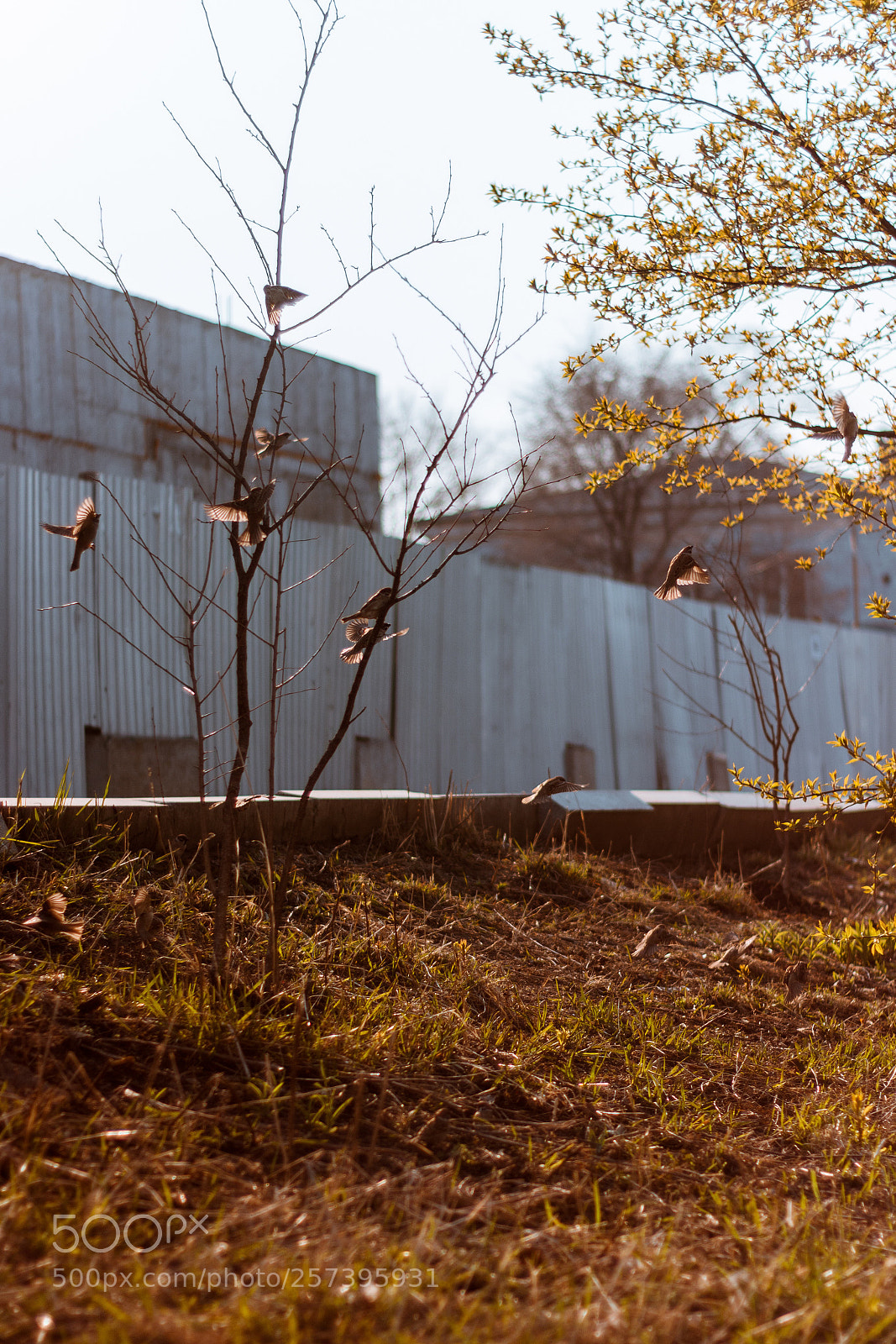 Canon EOS 70D sample photo. Bright birds photography