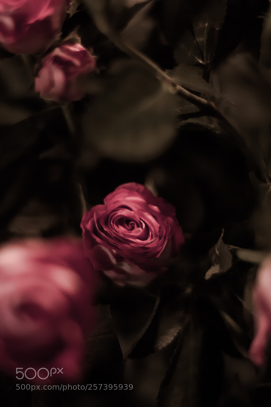 Canon EOS 70D sample photo. Untitled photography