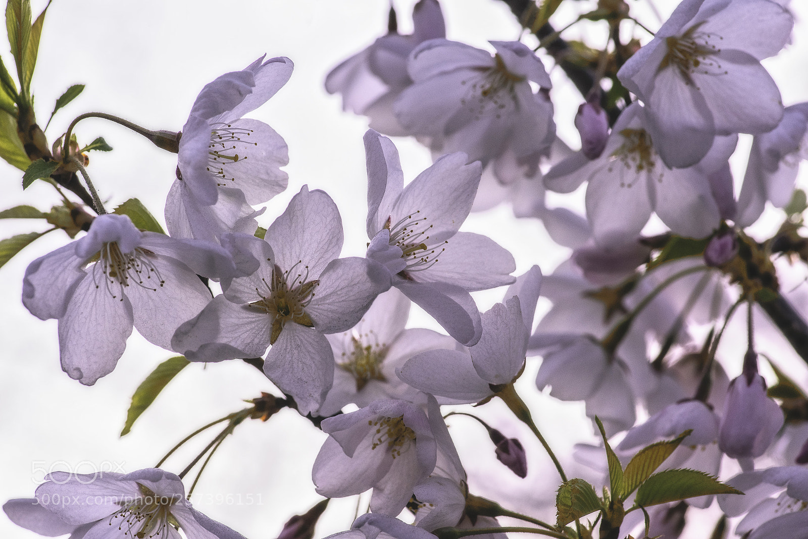 Nikon D810 sample photo. Sakura spring photography