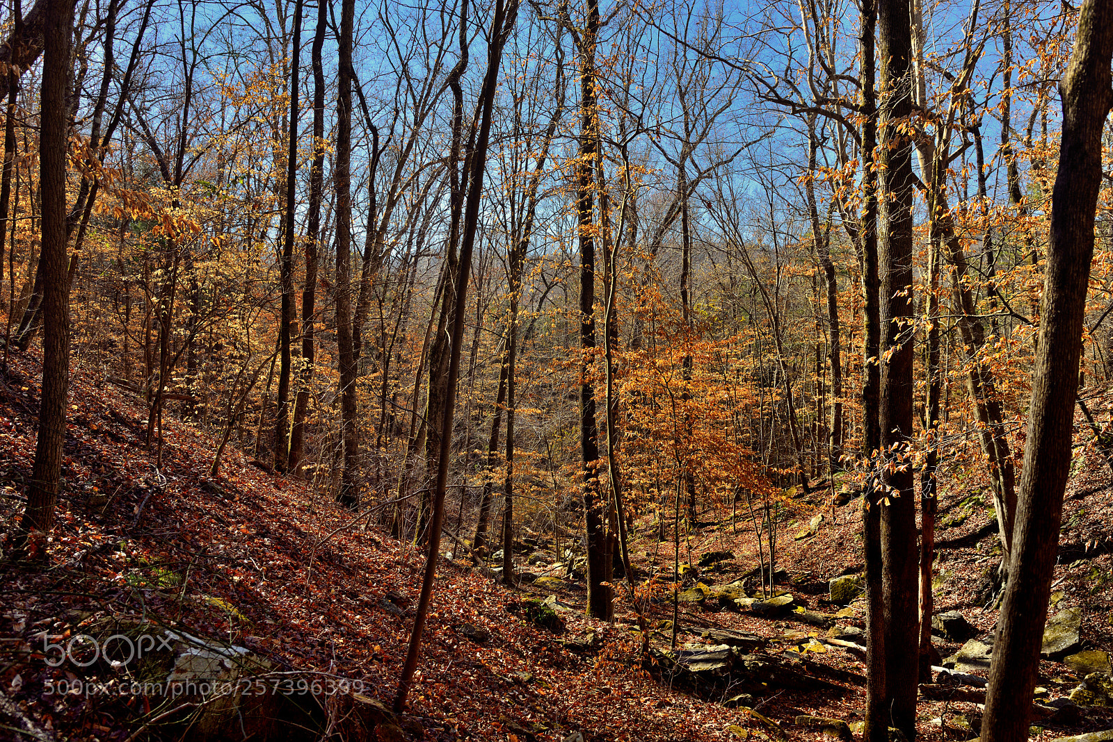 Nikon D800E sample photo. Autumn colors during winter photography