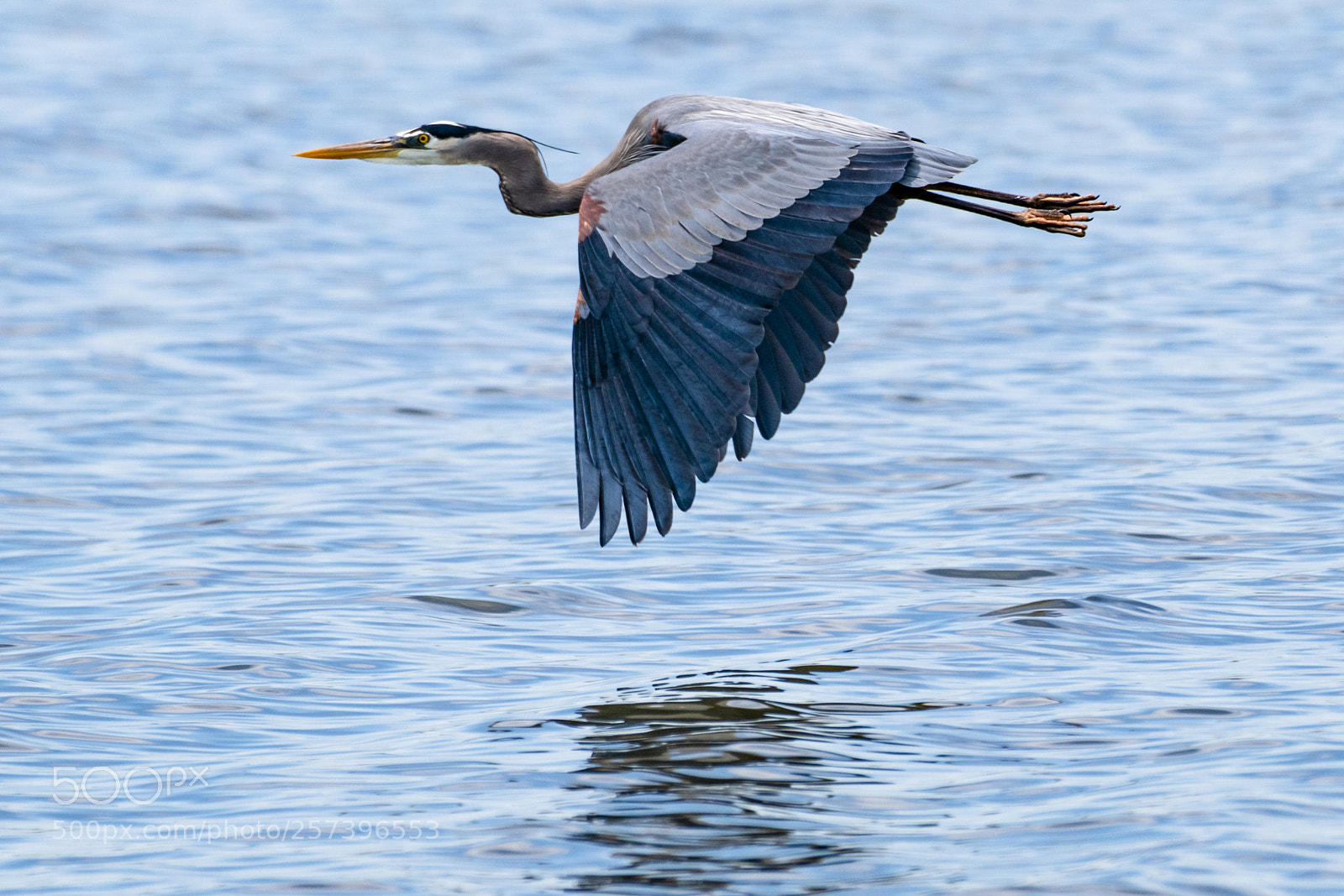 Nikon D850 sample photo. Blue heron in flight photography