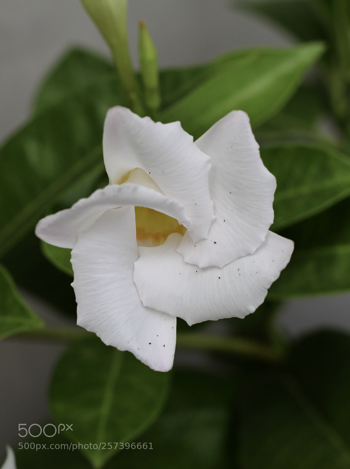 Canon EOS 700D (EOS Rebel T5i / EOS Kiss X7i) sample photo. The beginning  photography