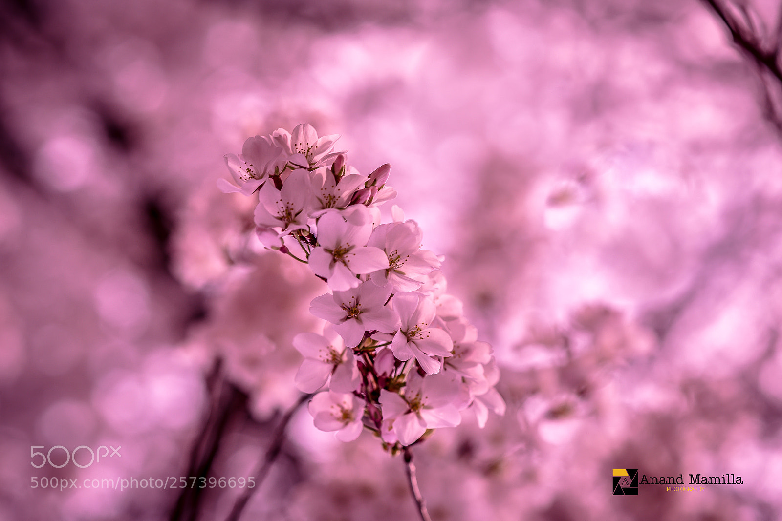 Nikon D750 sample photo. Cherry blossom? photography