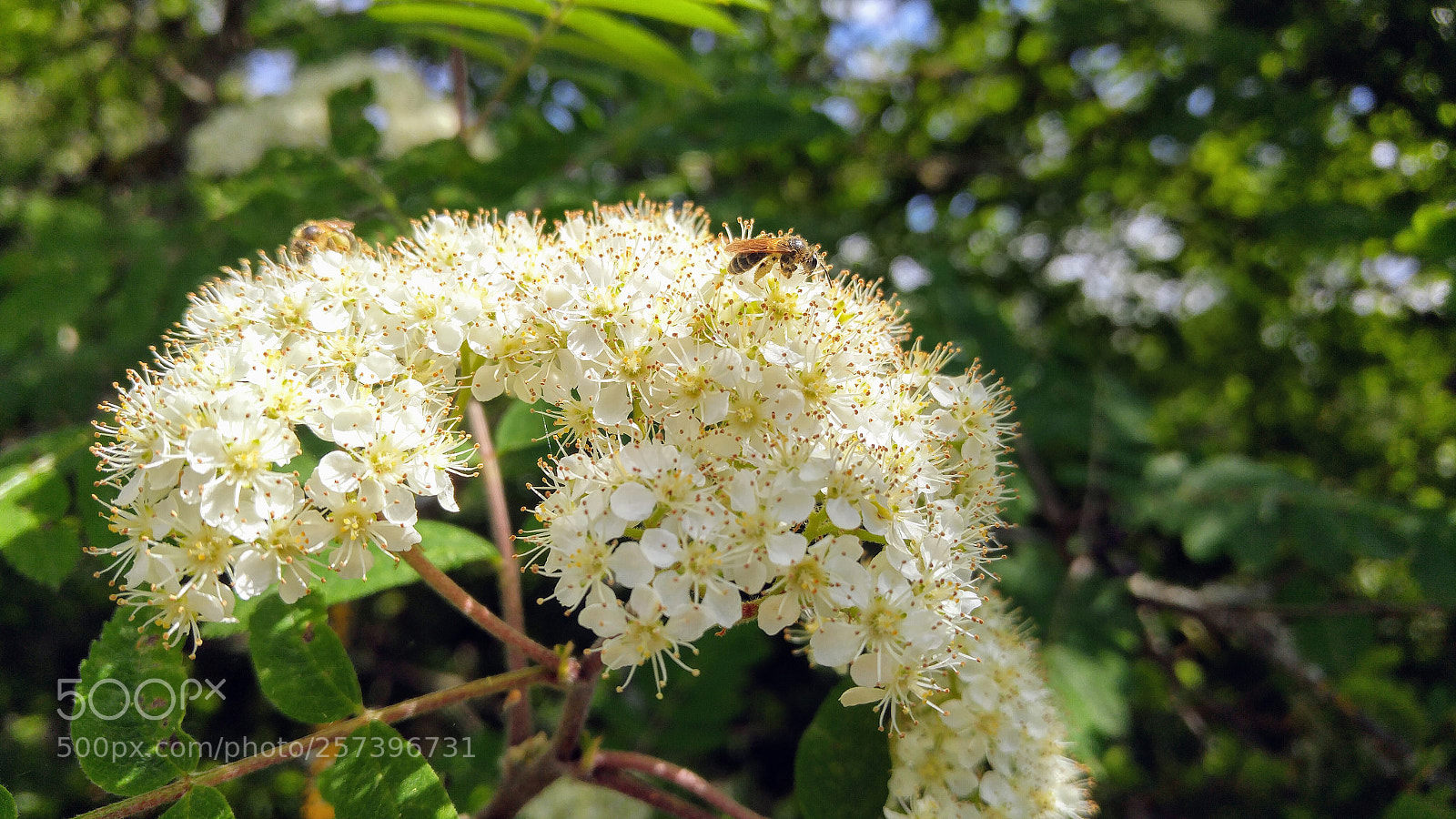 LG G4 sample photo. Tiny bees on tiny photography