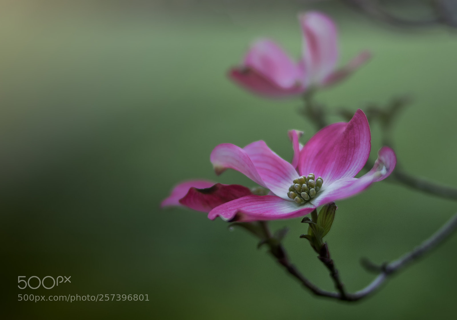 Canon EOS 800D (EOS Rebel T7i / EOS Kiss X9i) sample photo. Dogwood blossoms photography