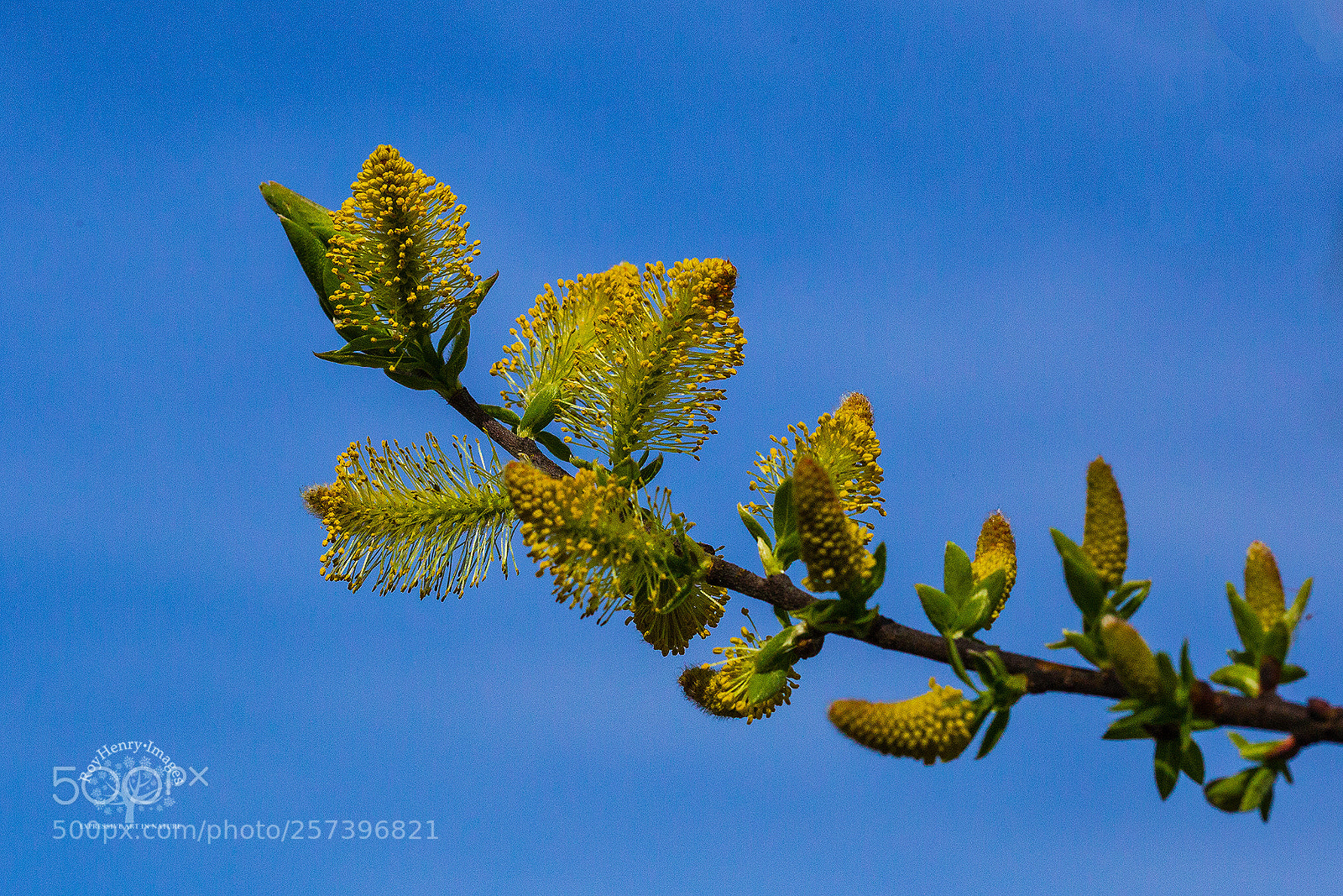 Canon EOS 5D Mark II sample photo. Spring ... at last !!! photography