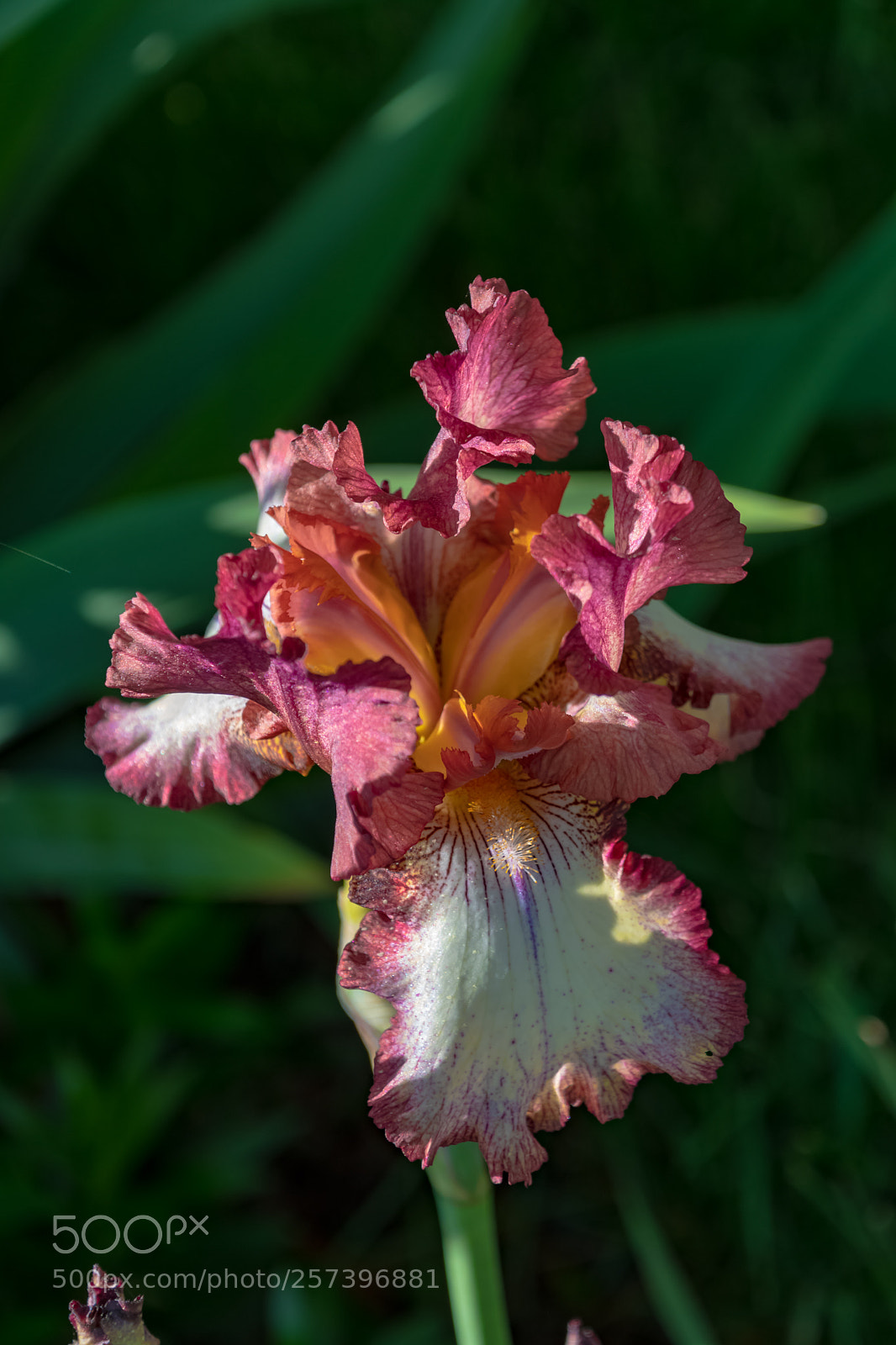 Nikon D500 sample photo. Iris in spring photography