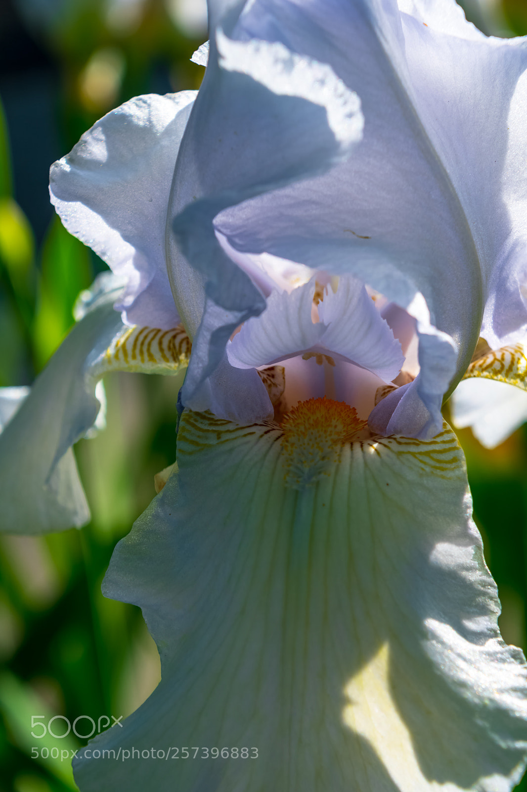 Nikon D500 sample photo. Spring iris photography