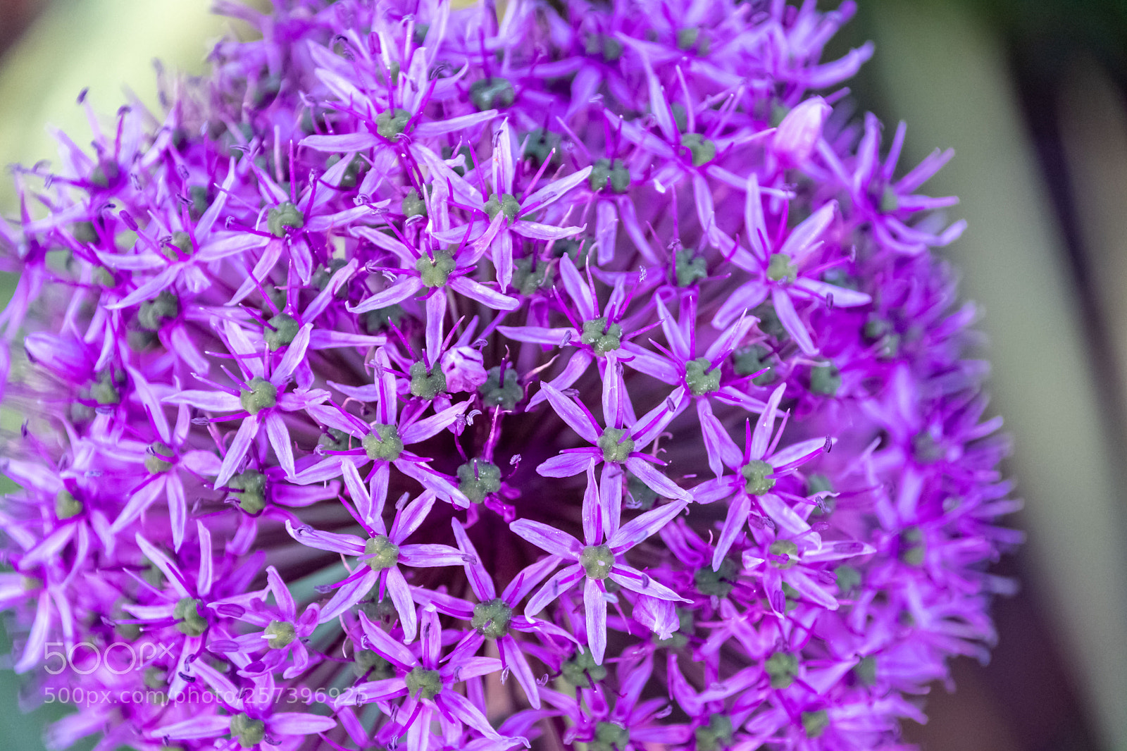 Nikon D500 sample photo. Up close photography